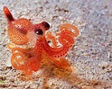 A Baby Octopus is the Size of a Flea when Born#123movie | Baby octopus, Baby animals, Cute animals
