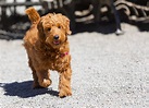 12 Facts About the Goldendoodle