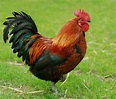 Rooster Information and Photos | ThriftyFun