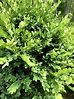 The Boxwood Species and its Large Family - Kalleco Nursery Corp.