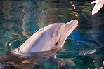Dolphin Reef in Eilat - Besucherführer - Alles was du wissen musst