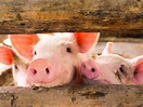 今周刊 - 三隻小豬的台灣啟示錄