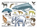All About Mammals - Lecture