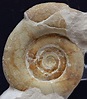 Deformaciones y roturas en las conchas de ammonites
