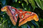 Atlas Moth (Attacus Atlas) and Its Caterpillar