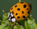Orange Ladybug - Learn About Nature