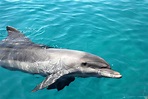 Dolphin Reef - Eilat - Arrivalguides.com