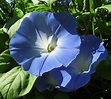 HEAVENLY BLUE Morning Glory Ipomoea Climbing Vine 20 Seeds | Etsy