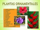 Tipos de plantas ornamentales