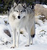 Lobo (Canis Lupus)