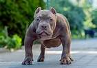 Exotic Bully Dog: 10 Must Know Facts - Marvelous Dogs