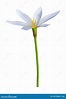 3D Rendering Zephyranthes Flower on White Stock Illustration ...