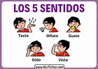 Los 5 sentidos para niños pequeños - ABC Fichas