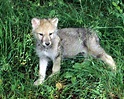 Gray Wolf Cub Photograph by Larry Allan - Pixels