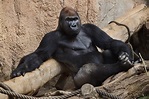 Gorila - ecologia, características, fotos - Biologia - InfoEscola