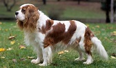 Cavalier King Charles Spaniel Dog Breed Information, Images ...
