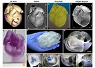 卡內基梅隆大學的3D生物列印心臟為外科醫生提供了新工具 - 每日頭條