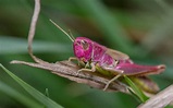 El saltamontes rosa: un insecto fascinante - Mis Animales