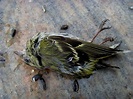Der tote Vogel Foto & Bild | tiere, tierdetails, natur Bilder auf ...