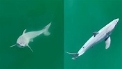 Neonato di squalo bianco avvistato per la prima volta: perché è una ...