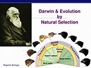 PPT - Theories on the Origin of Life PowerPoint Presentation, free ...