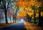 trees, Path, Road, Nature, Fall, Leaves, Autumn, Splendor, Autumn ...