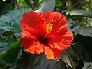 Jaba Kusum (China Rose) | The botanical name of this flower … | Flickr