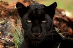 File:Black Panther.JPG - Wikipedia