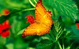 Butterfly On Leaves HD desktop wallpaper : Widescreen : High Definition ...