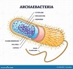 Konturdiagram För Arkebacteria Inre Och Yttre Anatomiska ...