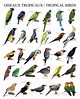 'Tropical Birds' Posters | AllPosters.com | Bird poster, Tropical birds ...