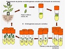 Apuntes de Biotecnología: Cultivo de células y tejidos vegetales (I ...