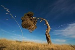 9 Treescapes Dramatically Shaped by Wind