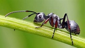 Descripción de una hormiga/La ciencia desde el Macuiltépetl - Plumas Libres