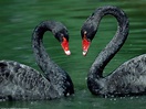 Cisne Negro: Características, Nome Científico e Fotos | Mundo Ecologia