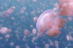 Jellyfish Gif - Gif Abyss