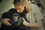 Jane Goodall's Work with Wild Chimpanzees Explored | The Movie Blog