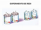 Experimento de Redi: resumo, passo a passo e a teoria da abiogênese ...