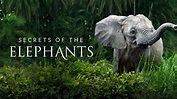 Secrets of the Elephants 2023 Tv Series Review and Trailer - A Cine Tv ...