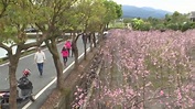 別錯過日本特有的枝垂櫻！宜蘭冬山2千棵櫻花盛開美翻