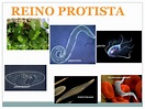 O Reino Protista Inclui As Algas E Os Protozoários - AskSchool