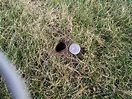 What made these burrows and holes in the lawn (Picture inside) – Love ...