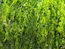 Bright Green Seaweed I 1 Free Photo Download | FreeImages
