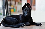 Razze di cani con il pelo nero: caratteristiche e cura