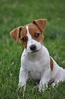 How Long To House Train A Jack Russell Puppy - How to