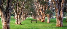 Everything You Need To Know About Centennial Park, NSW - Fox Relocations