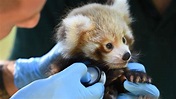 ZooBorns Australia! Episode 6 - Red Panda Cubs - YouTube