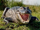 El Reino Animal: EL CAIMAN NEGRO. El gran carnívoro de la cuenca del ...