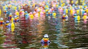 only one rubber ducky can win this race. : r/rubberducks