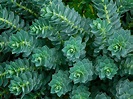 Euphorbia myrsinites (Myrtle Spurge) - World of Succulents